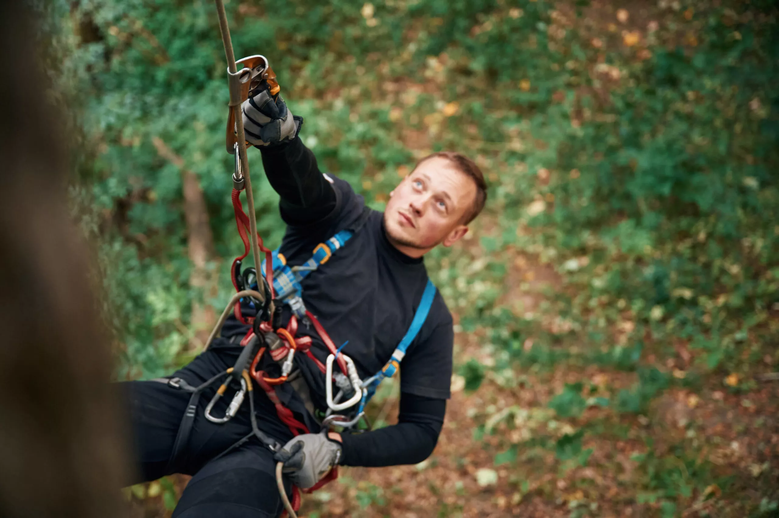 On the high tree, hanging. Man is doing climbing in the forest by use of safety equipment